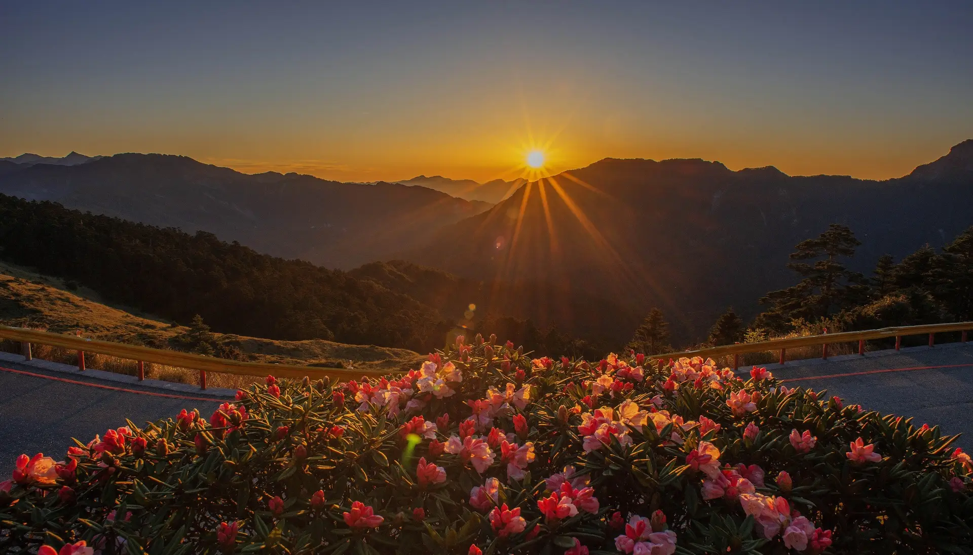 Sunrise over Taiwan's Central Mountain Range from Hehuanshan, with alpine rhododendrons in bloom